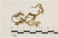 登錄號:B00004733藏品圖，第1張