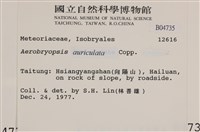 鞭枝懸蘚藏品圖，第2張
