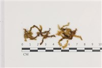 鞭枝懸蘚藏品圖，第1張