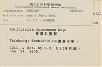 臺灣逆毛蘚藏品圖，第2張