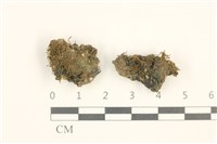 兩色真蘚藏品圖，第1張