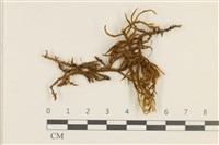 臺灣逆毛蘚藏品圖，第1張