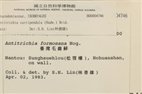 臺灣逆毛蘚藏品圖，第2張