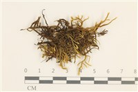 臺灣逆毛蘚藏品圖，第1張