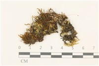 真蘚藏品圖，第1張