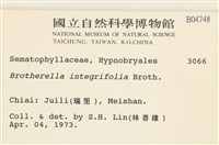 全緣小錦蘚藏品圖，第2張