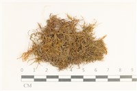 登錄號:B00004765藏品圖，第1張