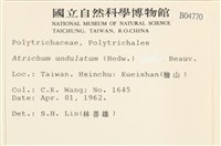 仙鶴蘚藏品圖，第2張