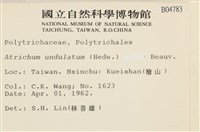 仙鶴蘚藏品圖，第2張