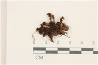 仙鶴蘚藏品圖，第1張