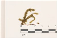 登錄號:B00004790藏品圖，第1張