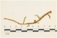 登錄號:B00004796藏品圖，第1張