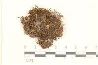 細葉真蘚藏品圖，第1張