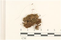 登錄號:B00004829藏品圖，第1張