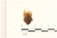 登錄號:B00004864藏品圖，第1張