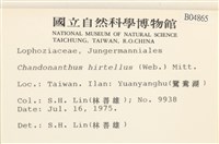 齒邊廣萼苔藏品圖，第2張