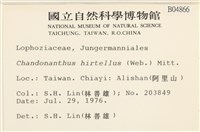 齒邊廣萼苔藏品圖，第2張