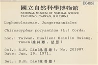 多胞裂萼苔藏品圖，第2張