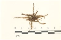 多胞裂萼苔藏品圖，第1張