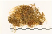 登錄號:B00004872藏品圖，第1張