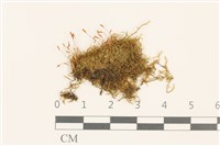 登錄號:B00004895藏品圖，第1張