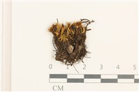 登錄號:B00004902藏品圖，第1張