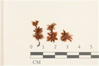 登錄號:B00004903藏品圖，第1張