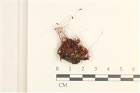 登錄號:B00004904藏品圖，第1張