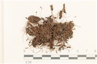 登錄號:B00004905藏品圖，第1張