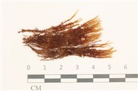 登錄號:B00004910藏品圖，第1張