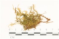 登錄號:B00004915藏品圖，第1張