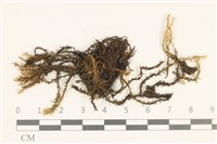 登錄號:B00004919藏品圖，第1張