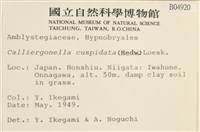 大濕原蘚藏品圖，第2張