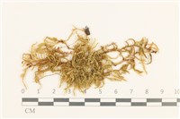 腐木蘚藏品圖，第1張