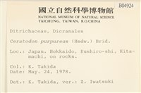 角齒蘚藏品圖，第2張