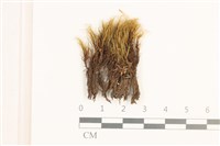 日本曲柄蘚藏品圖，第1張