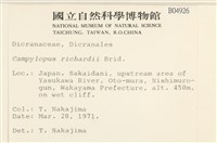 節莖曲柄蘚藏品圖，第2張