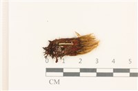 登錄號:B00004928藏品圖，第1張