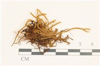 登錄號:B00004937藏品圖，第1張