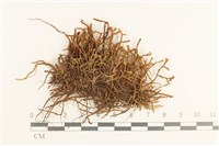 登錄號:B00004941藏品圖，第1張