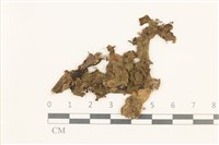 蛇苔藏品圖，第1張