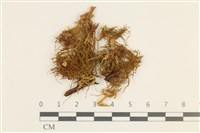 登錄號:B00004961藏品圖，第1張