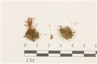 扭口蘚藏品圖，第1張