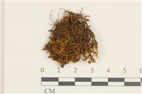 登錄號:B00004963藏品圖，第1張