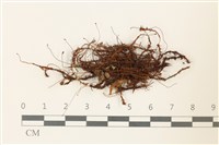 登錄號:B00004964藏品圖，第1張