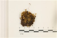 登錄號:B00004965藏品圖，第1張