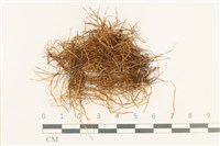 登錄號:B00004967藏品圖，第1張