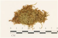 登錄號:B00004970藏品圖，第1張