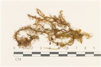 毛羽蘚藏品圖，第1張