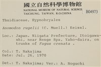 皺葉牛舌蘚藏品圖，第2張